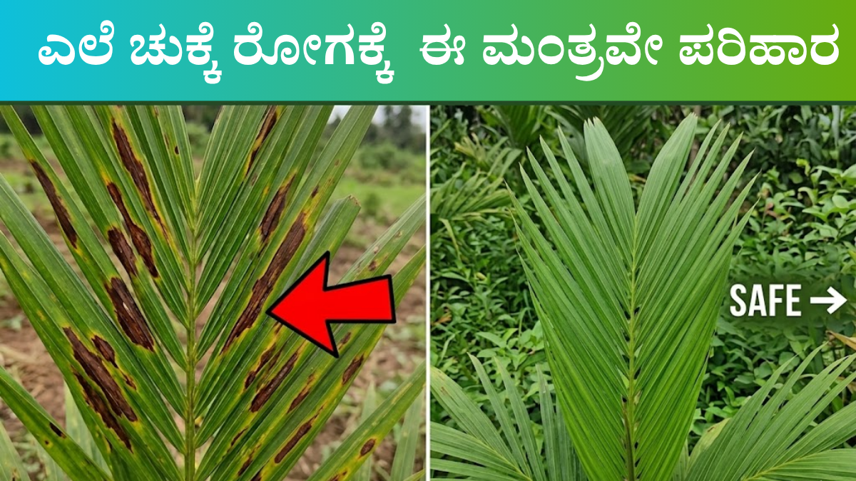 arecanut-leaf-spot-disease